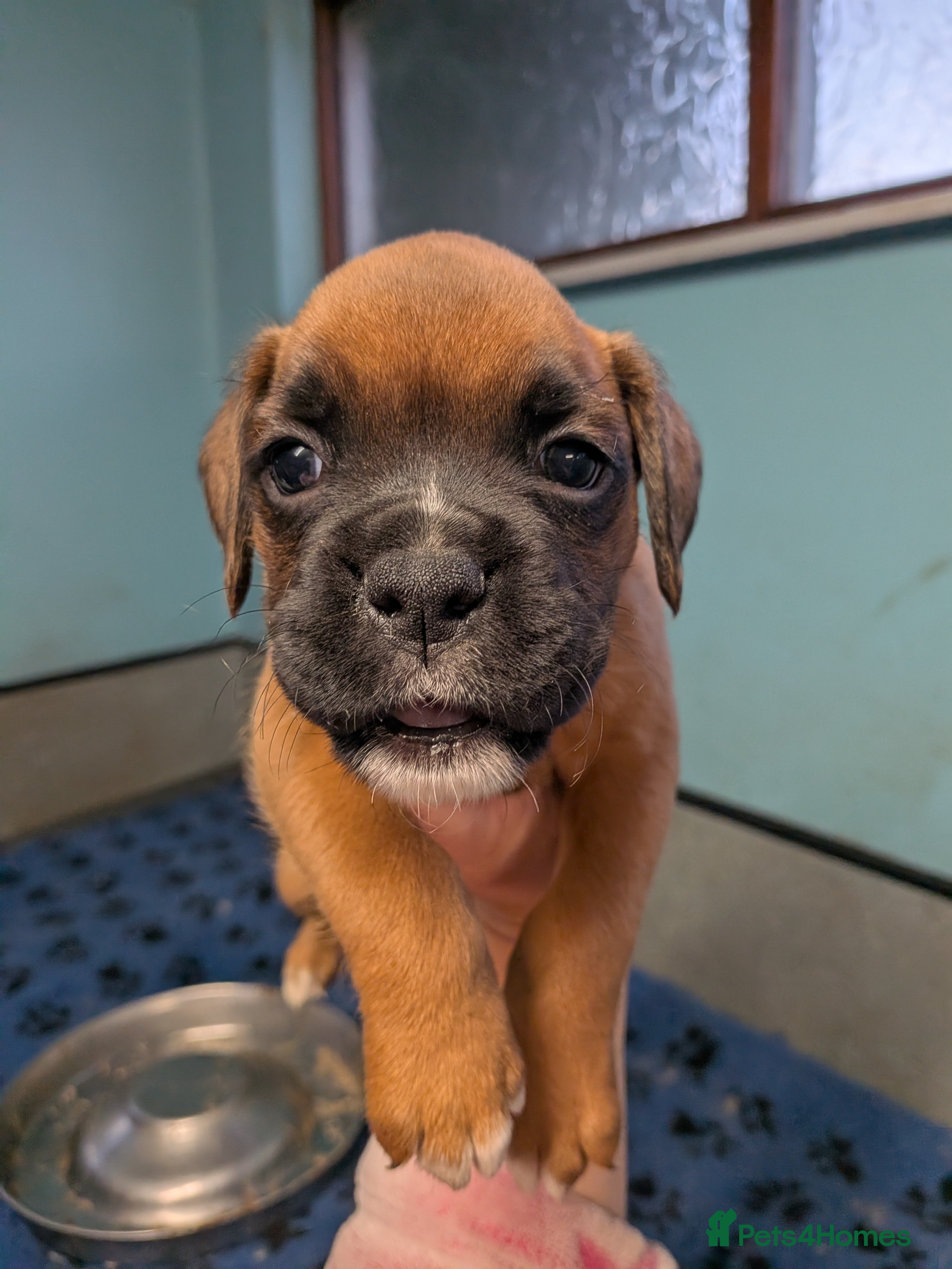 Boxer dogs Red KC registered boxer puppies  - Advert 2