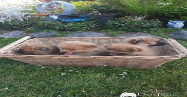 Pomeranian dogs - Advert 2