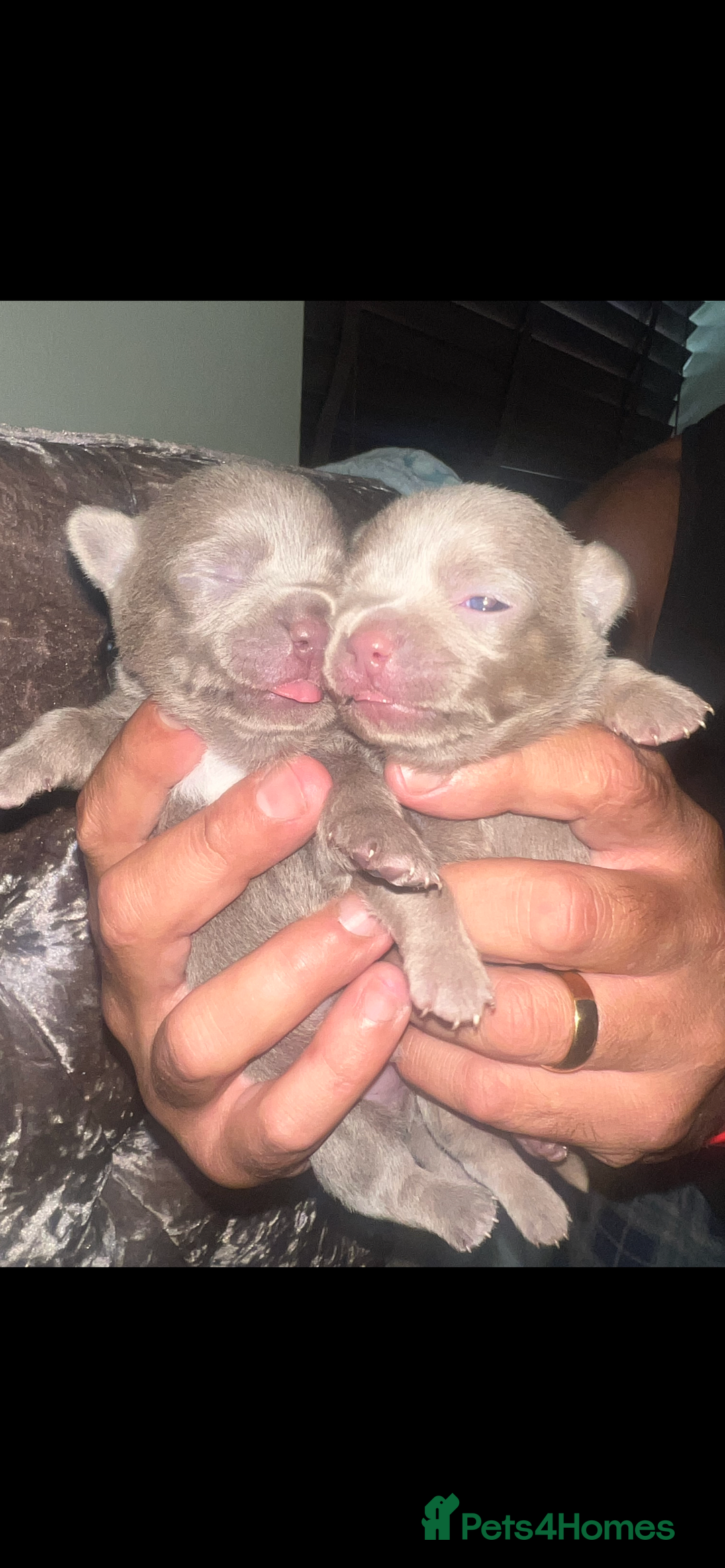 Chihuahua dogs for sale: Chihuahua puppy’s blue and lilicas  - Image 1