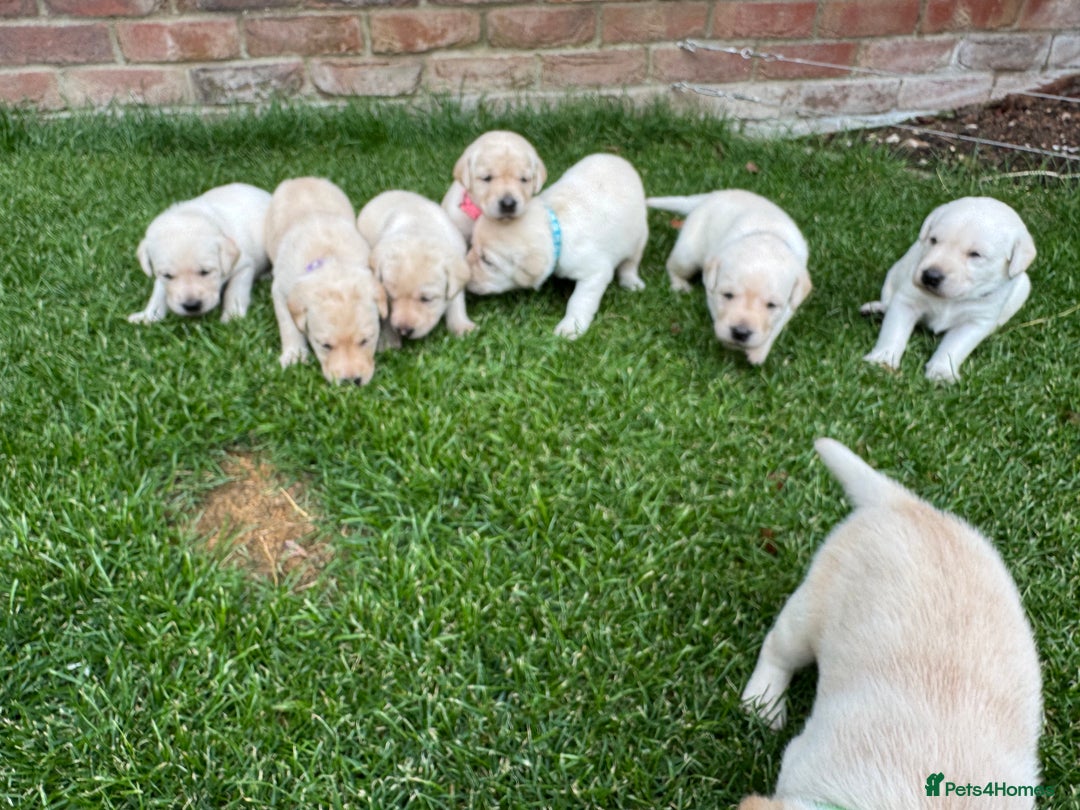 Labrador Retriever dogs for sale: Stunning KC Reg Yellow Labrador Puppies - Image 7