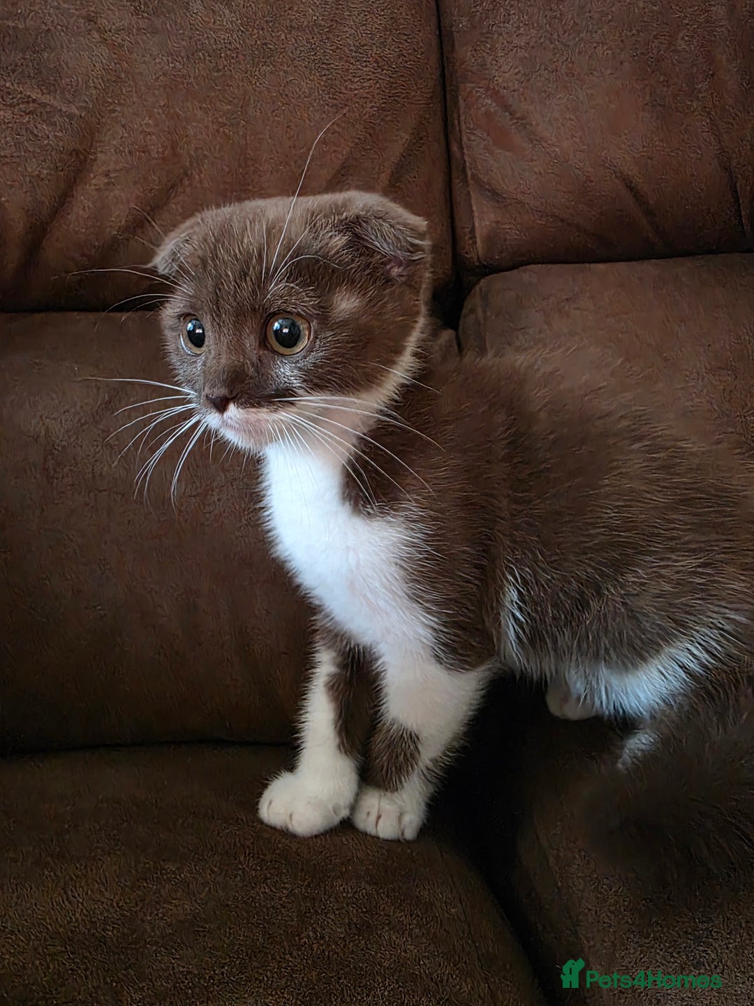 Scottish Fold cats for sale: Frankie 🩵 3 month old  Scottish Fold male kitten - Image 5