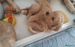 Goldendoodle dogs for sale: F1 Minature Goldendoodle puppies 1 BOY left - Image 10