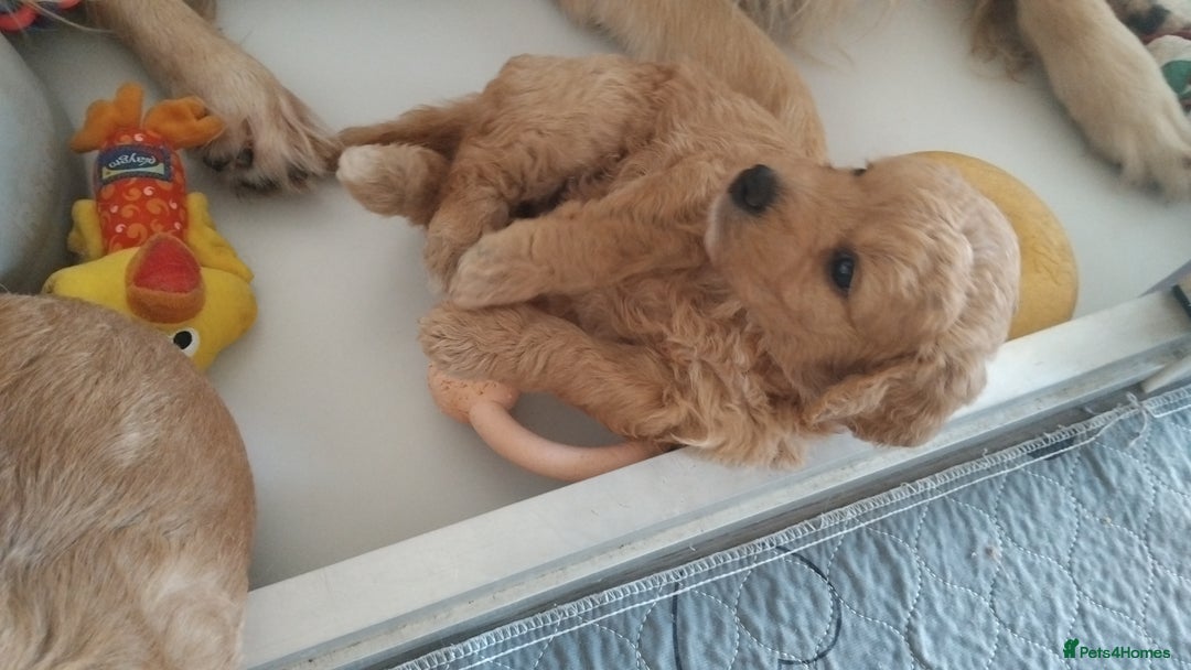 Goldendoodle dogs for sale: F1 Minature Goldendoodle puppies 1 BOY left - Image 10