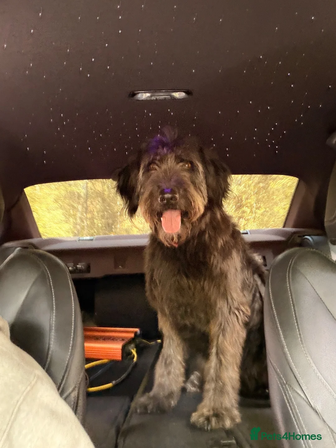 Mixed Breed dogs for sale: Rocky - Advert 1