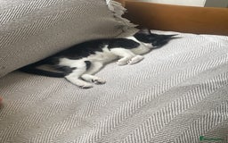 Mixed Breed cats for sale: GENTLE GIRL CAT - Image 1