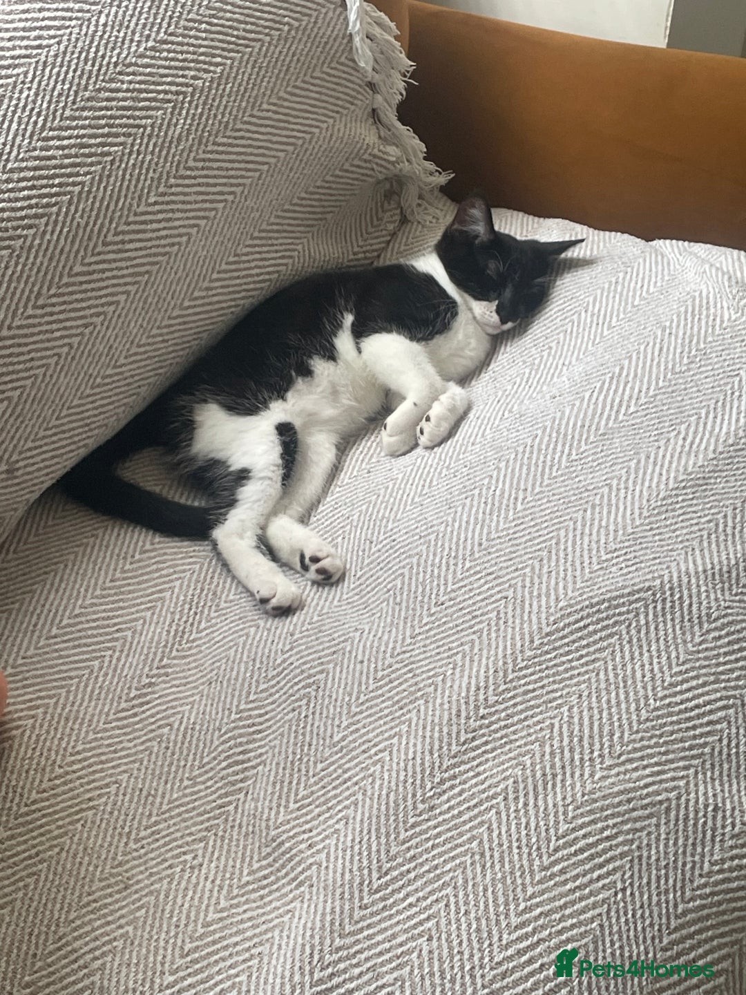 Mixed Breed cats for sale: GENTLE GIRL CAT - Image 1