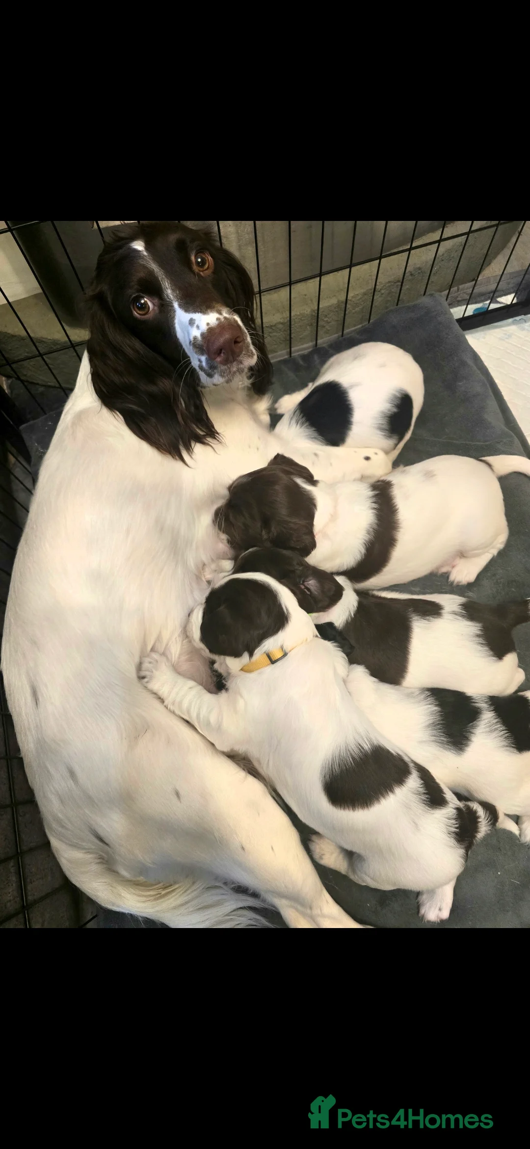 English Springer Spaniel dogs for sale: Health Tested KS English Springer Spaniel puppies  - Advert 2