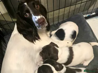 English Springer Spaniel dogs Health Tested KS English Springer Spaniel puppies - Advert 17