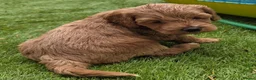 Cockapoo dogs for sale: Outstanding cockapoo puppies - Advert 20