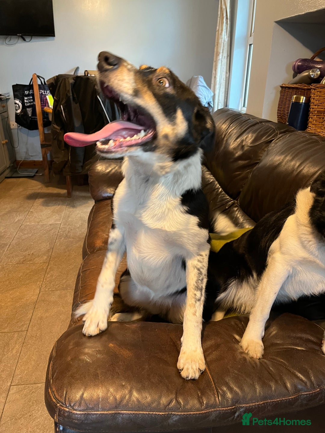 Border Collie dogs for sale: Border collie ISDS registered  - Advert 2