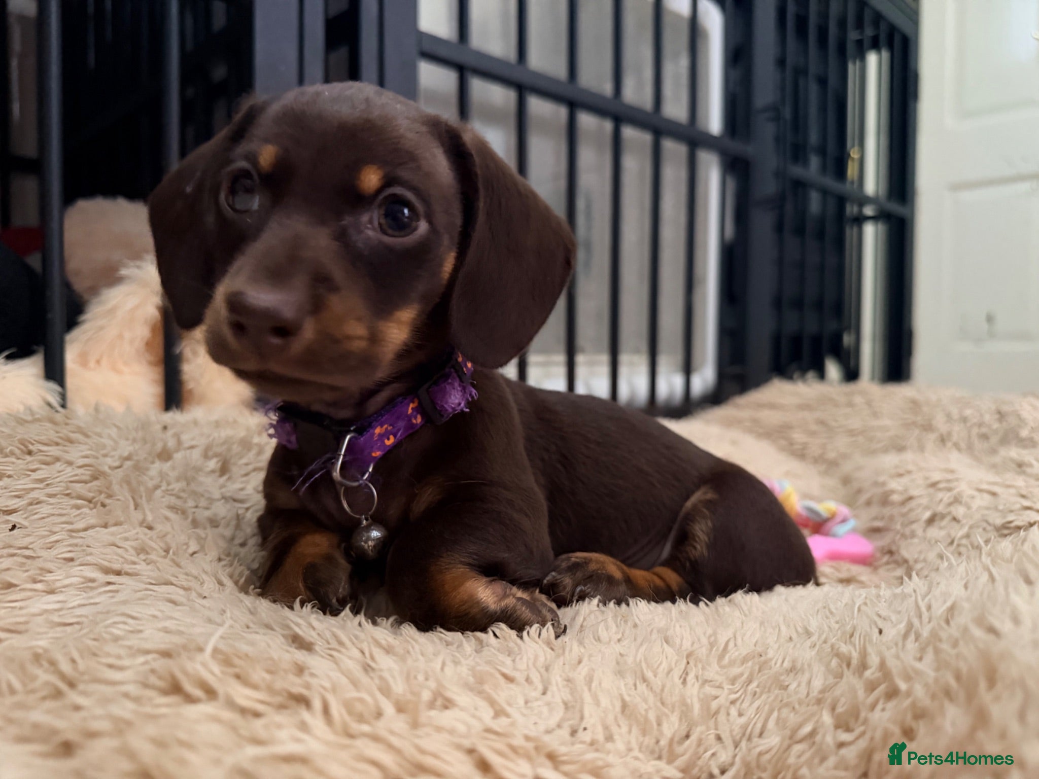 Miniature Dachshund dogs Alice 💖 & Arthur 💙 - Advert 2