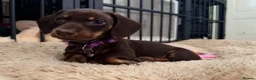 Miniature Dachshund dogs for sale: Alice 💖 & Arthur 💙 - Advert 4