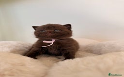 British Shorthair cats for sale: 7 British Shorthair Kittens TICA®️ – Import Lines - Image 24