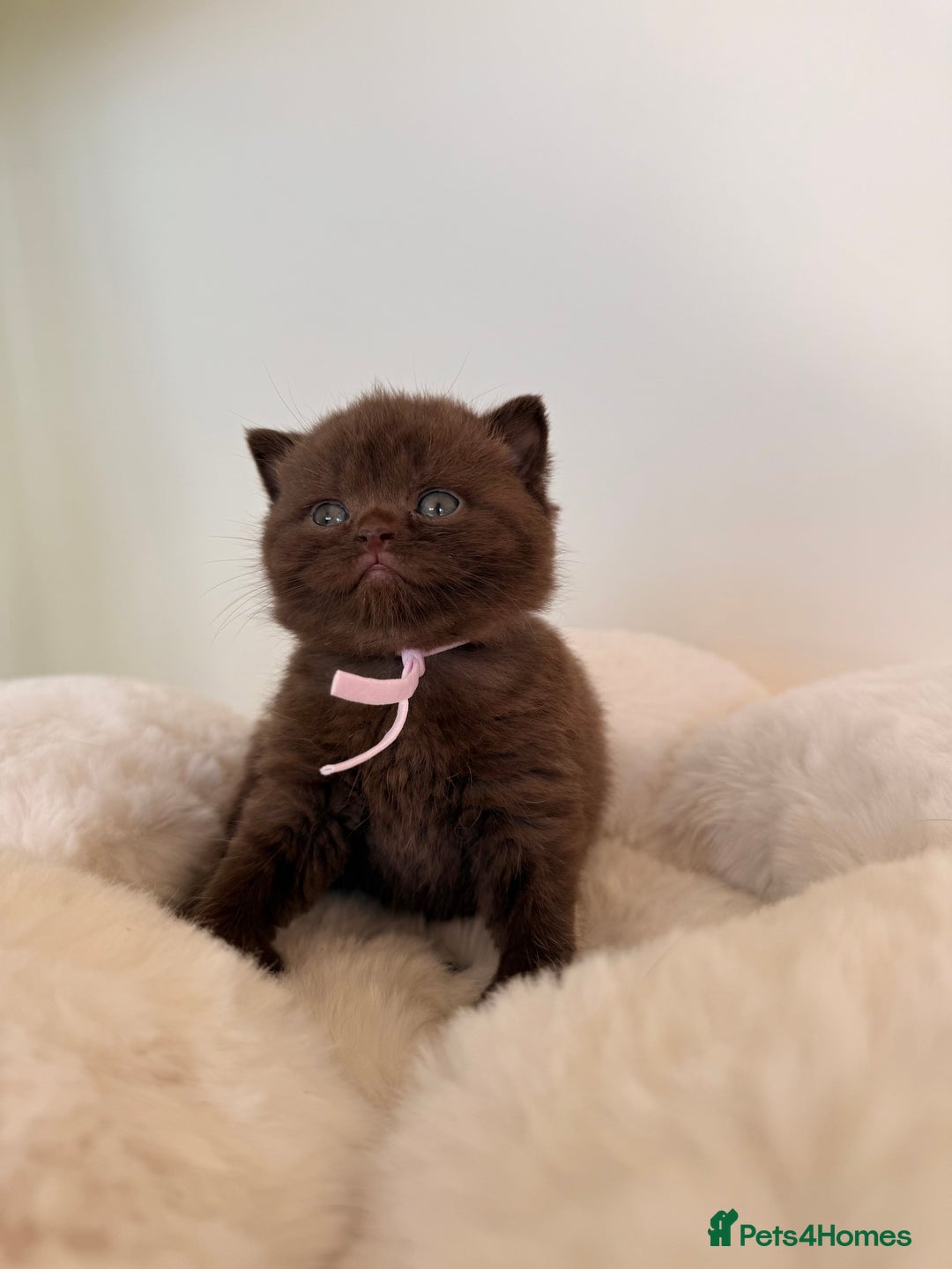 British Shorthair cats for sale: 7 British Shorthair Kittens TICA®️ – Import Lines - Image 24