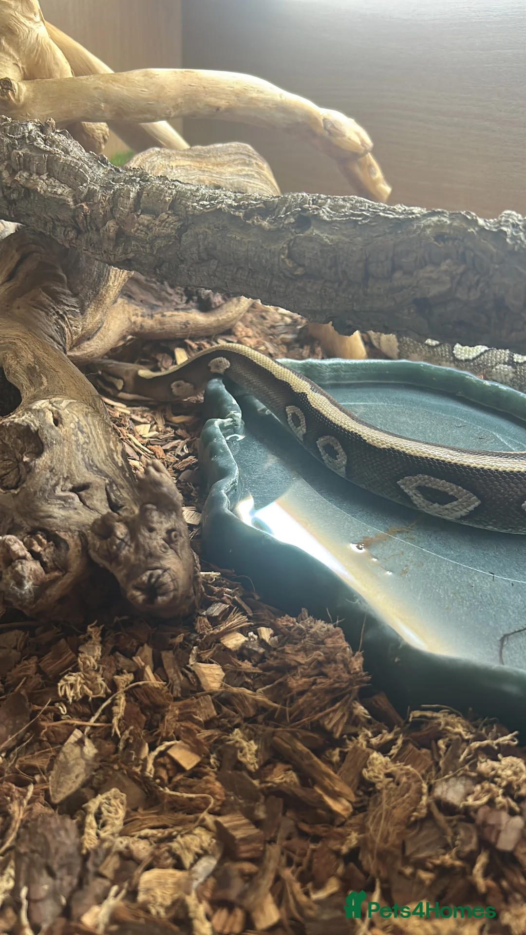 Python Snake reptiles for sale: 5 year old female Royal Python  in Gloucester - Advert 2