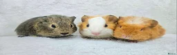 Guinea Pig rodents for sale: X3 male guinea pigs now ready in Poole - Advert 2