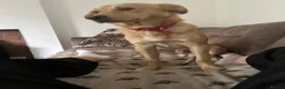 Mixed Breed dogs for sale: Bodhi -mongrel 18months old in Rugby - Advert 8