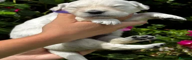 Golden Retriever 9
