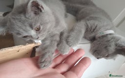 British Shorthair cats for sale: BRITISH SHORT HAIR KITTENS  in Gloucester - Image 6