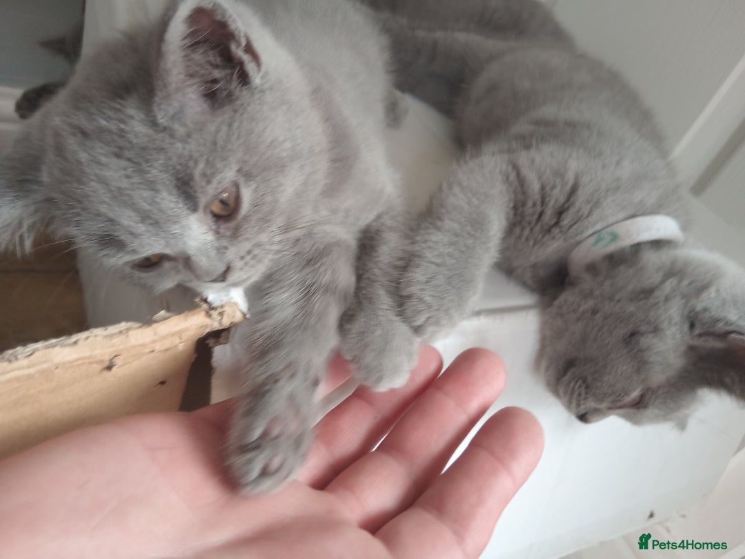 British Shorthair cats for sale: BRITISH SHORT HAIR KITTENS  in Gloucester - Image 6
