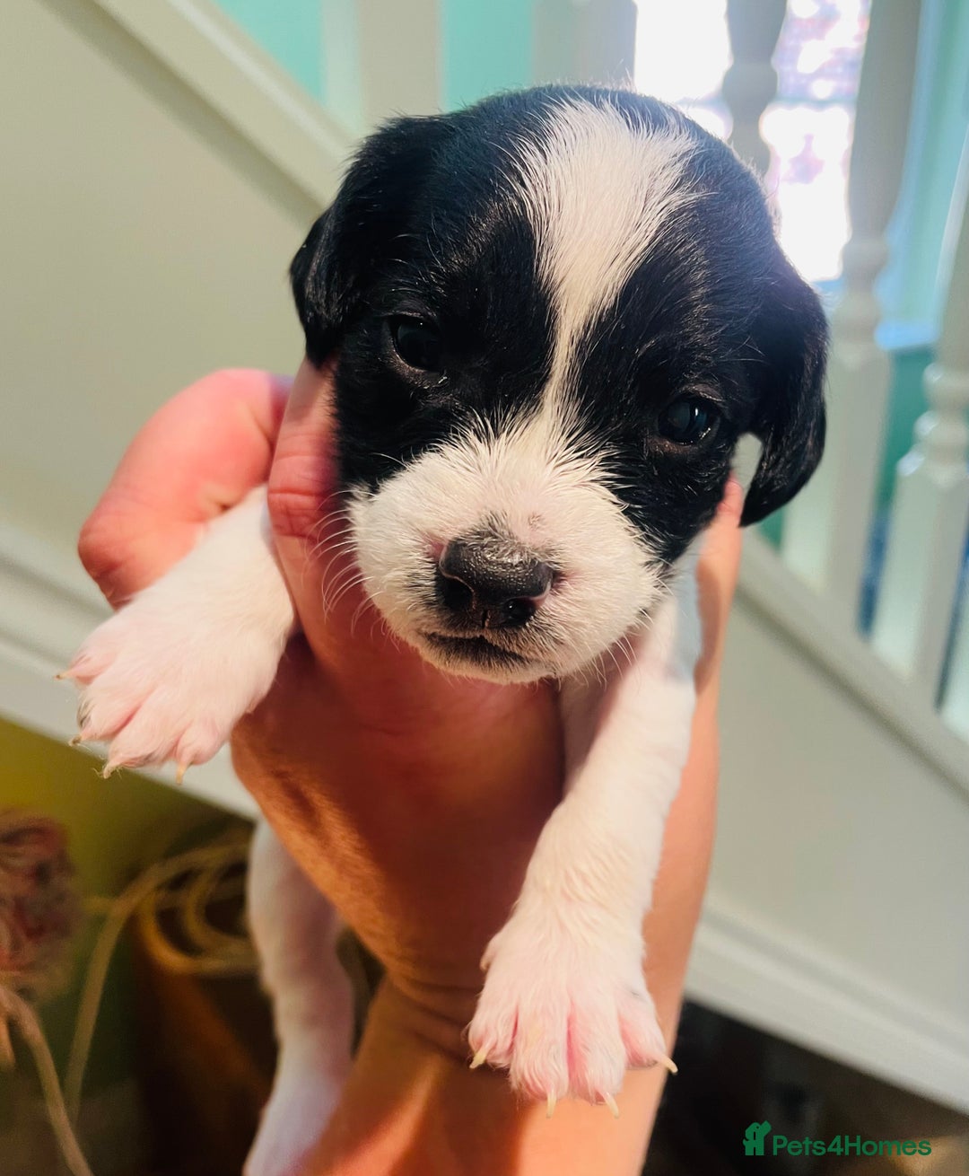 Mixed Breed dogs for sale: Jackapoo puppies for sale - Image 3