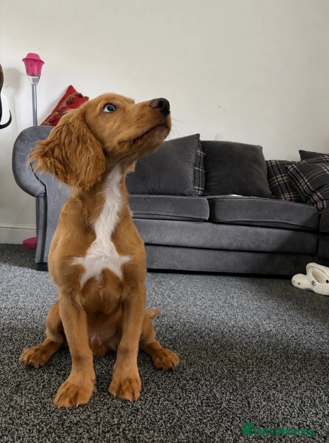 Cocker Spaniel dogs for sale: Cocker spaniel - Advert 1