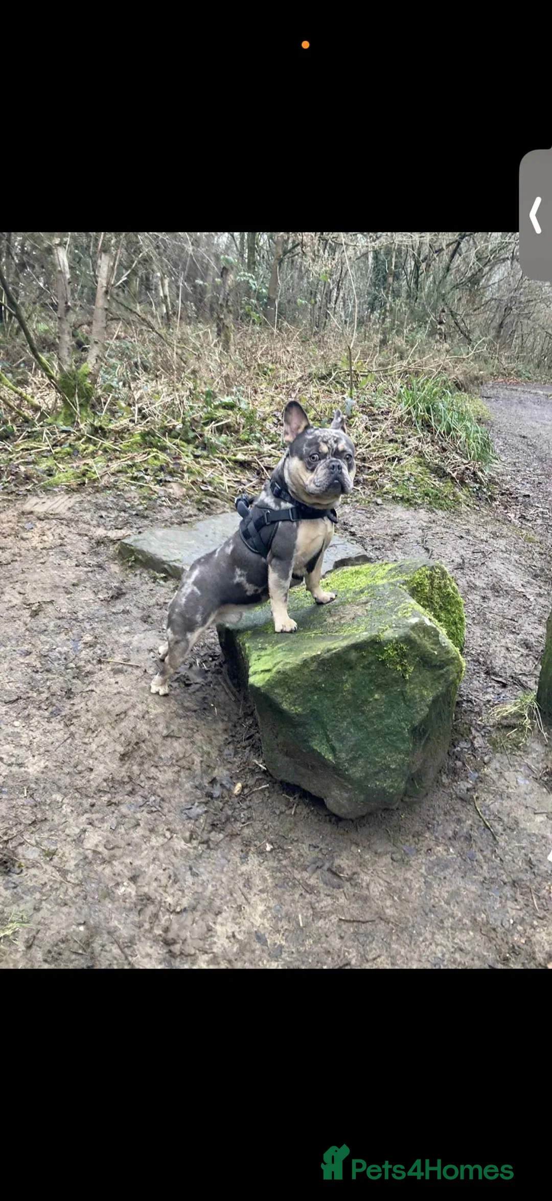 French Bulldog dogs for stud: French bulldog for stud  in Pontefract - Advert 1