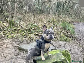 French Bulldog dogs French bulldog for stud - Advert 2