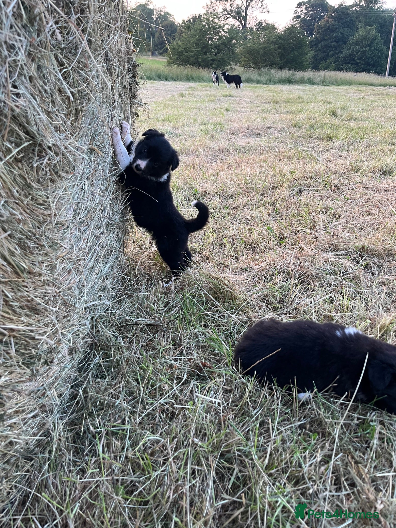 Border Collie dogs 5 Border Collie Puppies - Advert 6