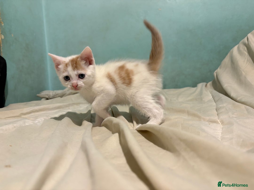 Domestic Shorthair cats for sale: Domestic Shorthairs - 6 Left - Advert 24