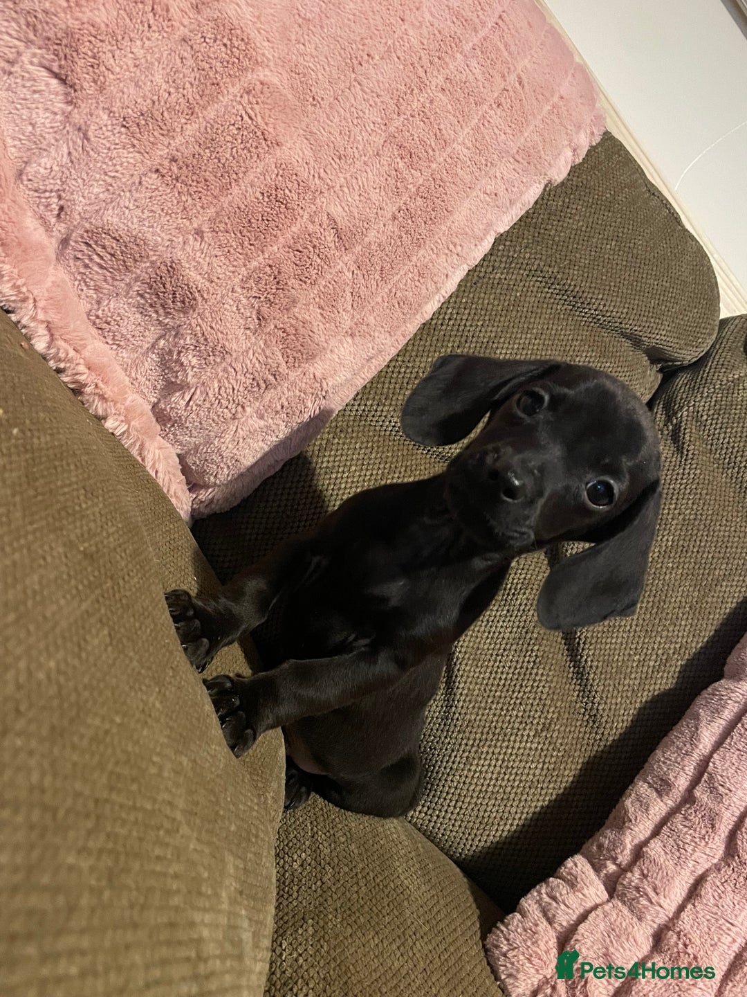 Miniature Dachshund dogs for sale: Miniature dachshunds  - Advert 5