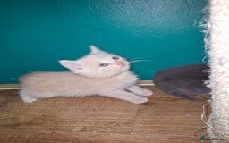 Scottish Fold cats for sale: Scottish fold kittens with straight ears - Advert 5