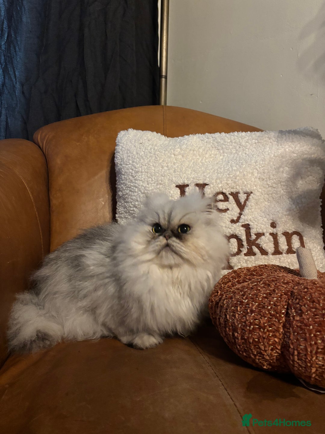 Persian cats for sale: Beautiful Persian Male  - Image 2