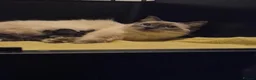 Ragcoon cats for sale: Beautifull Blue in colour ragdoll / maincoon mix - Advert 22