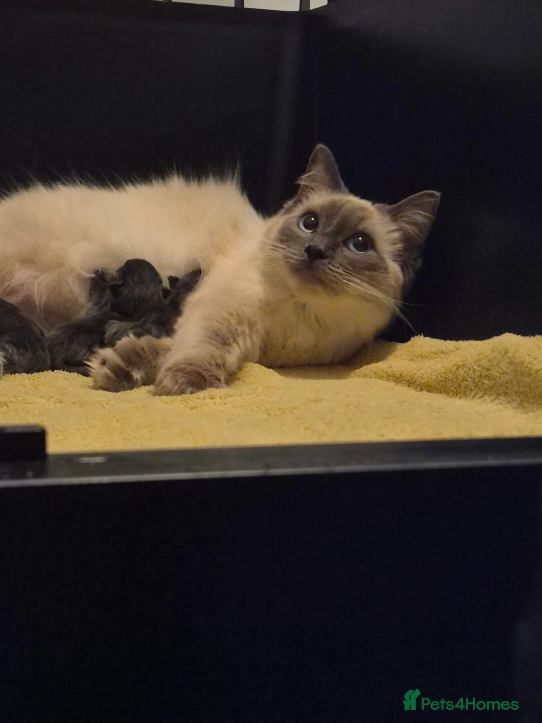 Ragcoon cats for sale: Beautifull Blue in colour ragdoll / maincoon mix - Advert 22