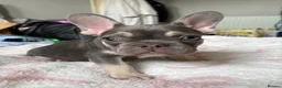 French Bulldog dogs for sale: KC Registered french bulldogs  - Advert 5