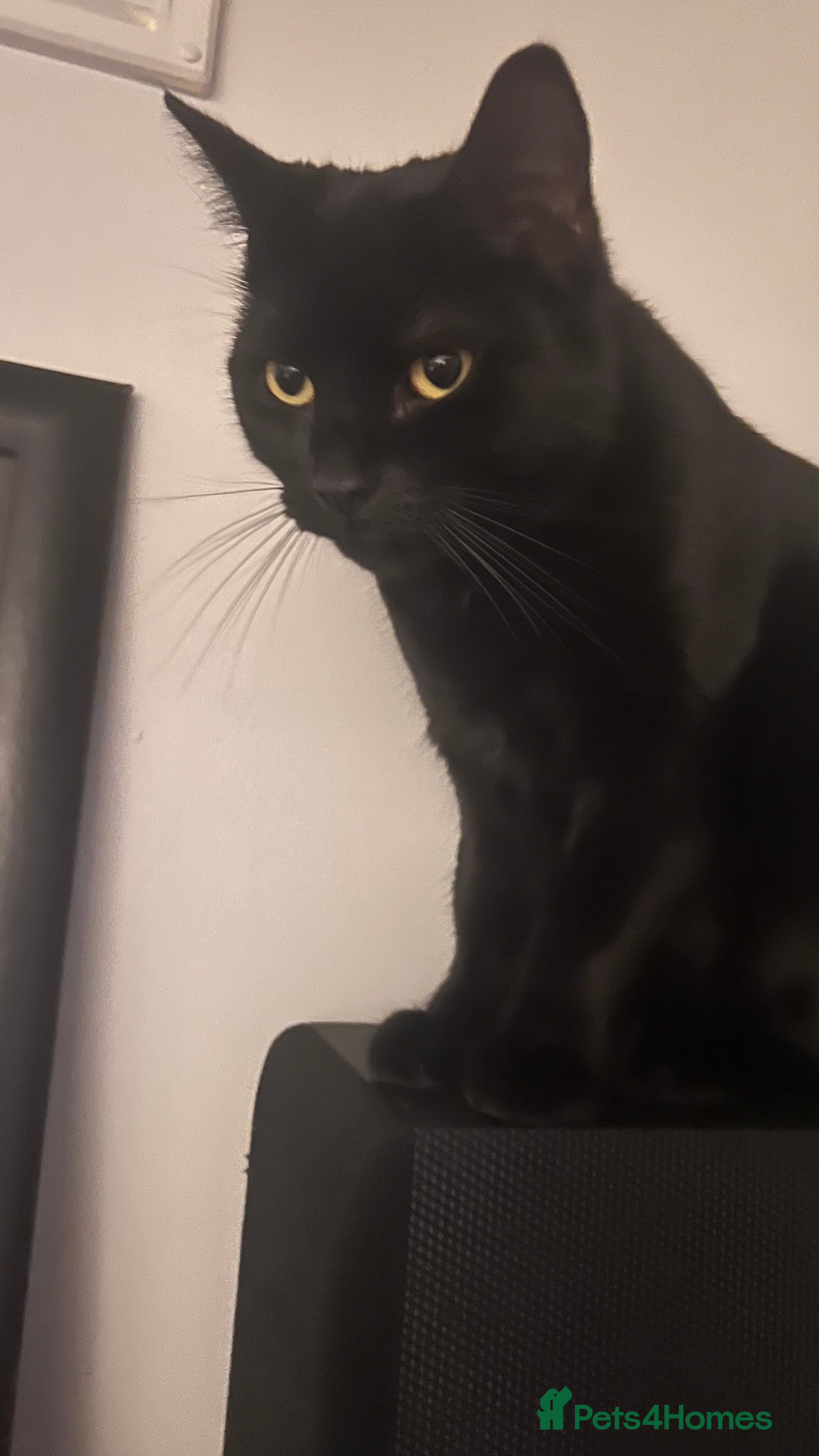 Mixed Breed cats Maggi  - Advert 1