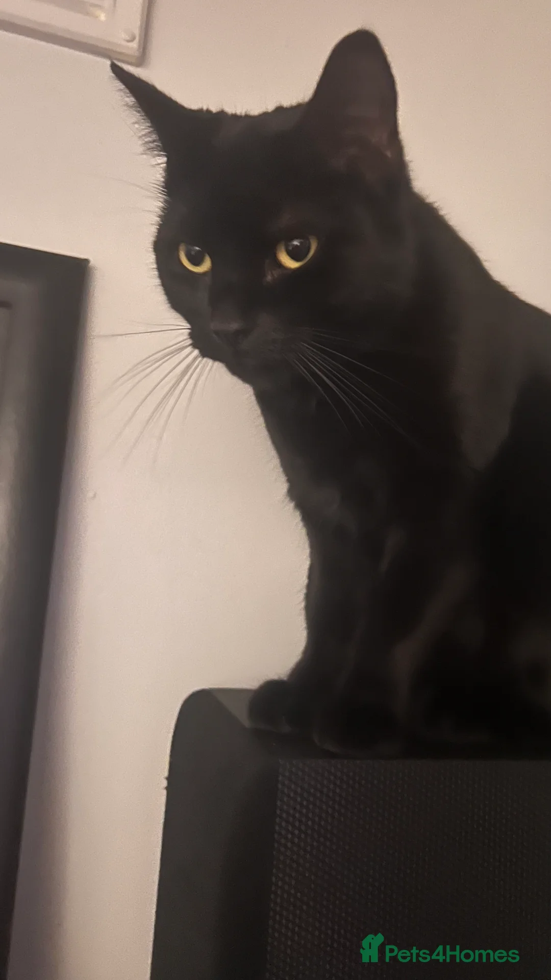 Mixed Breed cats for sale: Maggi  - Advert 1