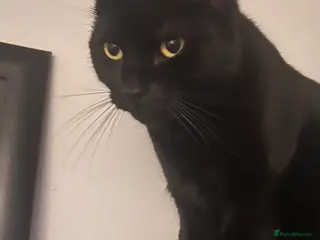 Mixed Breed cats Maggi - Advert 1