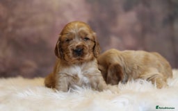 Cocker Spaniel dogs for sale: Rizi-Bizi bred Health tested Show cockers  - Image 15