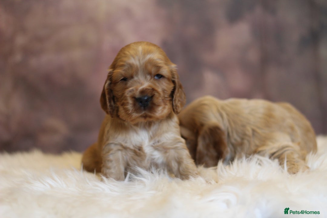 Cocker Spaniel dogs for sale: Rizi-Bizi bred Health tested Show cockers  - Image 15