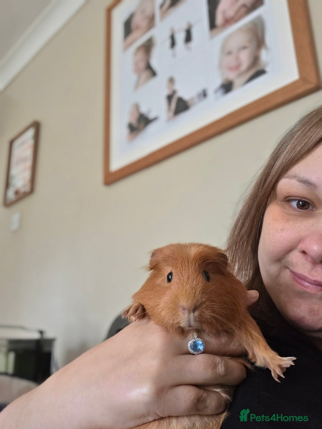 Guinea Pig rodents for sale: Baby female guinea pigs - Image 10
