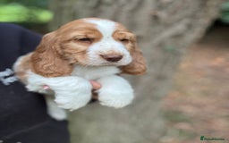 Cocker Spaniel dogs for sale: 100% SHOW TYPE HEALTH TESTED COCKERSPANIELS - Image 12