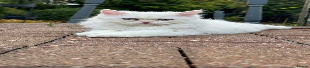 Persian Kitten 1
