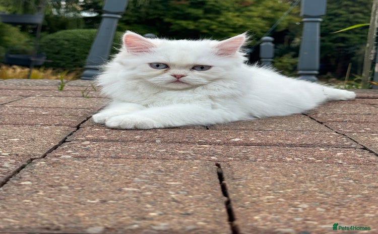Persian cats - Advert 1