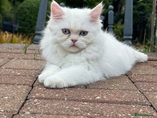 Persian cats - Advert 28