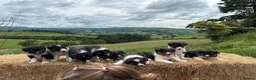 Border Collie dogs for sale: Long coated rare border collie puppies - Advert 13