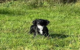 Cocker Spaniel dogs for sale: Well socialised Pedigree Cocker pups - Image 22