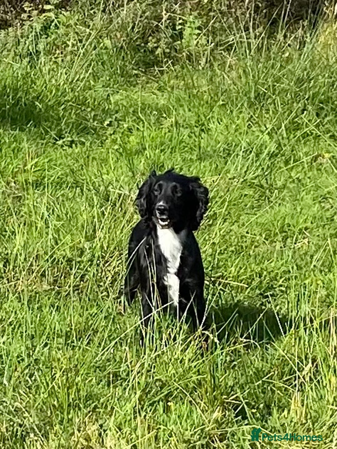 Cocker Spaniel dogs for sale: Well socialised Pedigree Cocker pups - Image 22