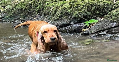 Cocker Spaniel dogs - Advert 3